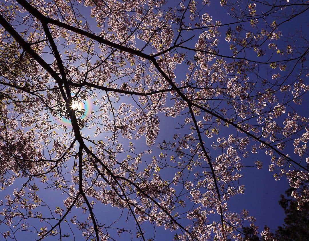 安田慎一さんのインスタグラム写真 - (安田慎一Instagram)「今年はなかなか桜🌸撮りにも行けずでしたが先週、静岡にあるお寺の撮影で桜撮ることができました🌈 浜松にある西見寺は紅葉🍁も美しいお寺です。 #西見寺 #桜 #ハロ #ハロ現象  #canon #eos #1dxmarkii  #studioshin」4月17日 21時42分 - shinichiyasuda