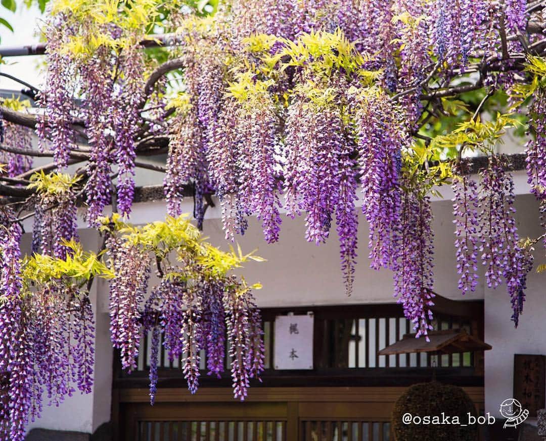のインスタグラム：「The Kajimoto Family’s Precious Flowers 梶本さんの愛の花 . #japanesewisteria #Sennan #野田藤 #藤まつり #withOsakaBob #OSAKA #maido」