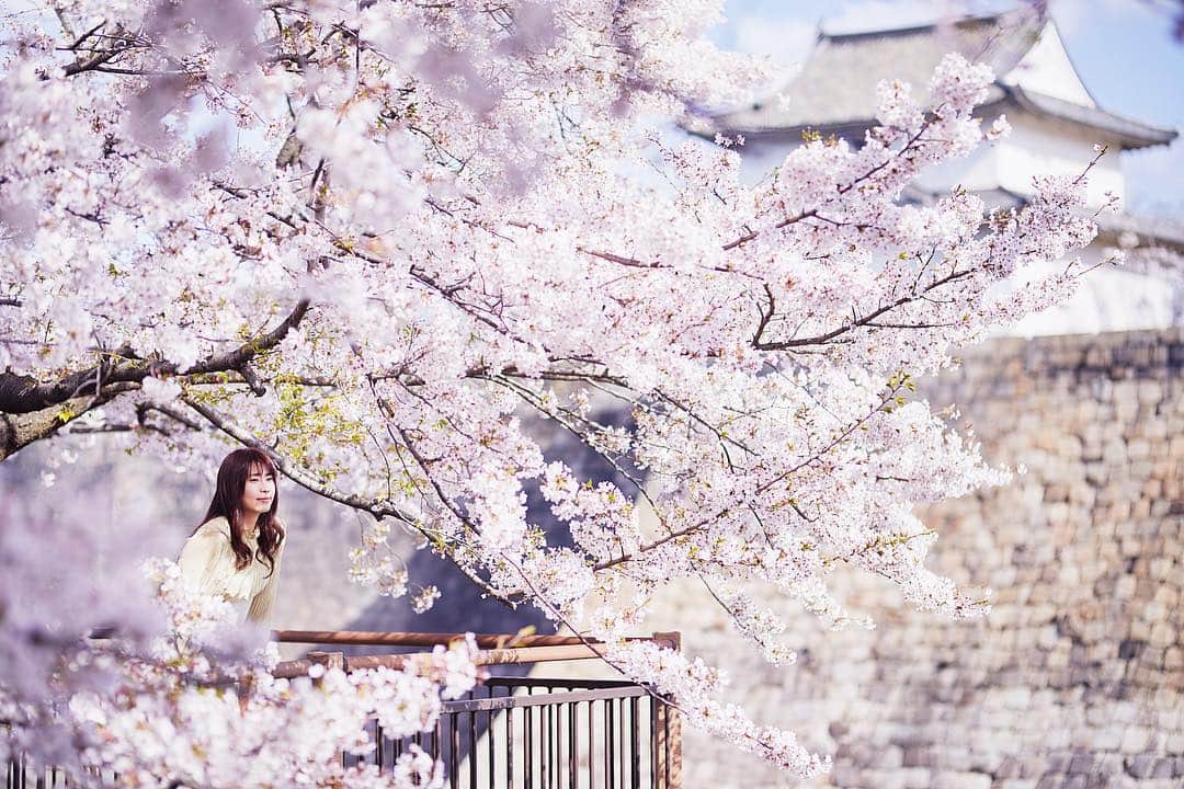 Najiiさんのインスタグラム写真 - (NajiiInstagram)「Cherry blossoms」4月17日 21時54分 - najii66