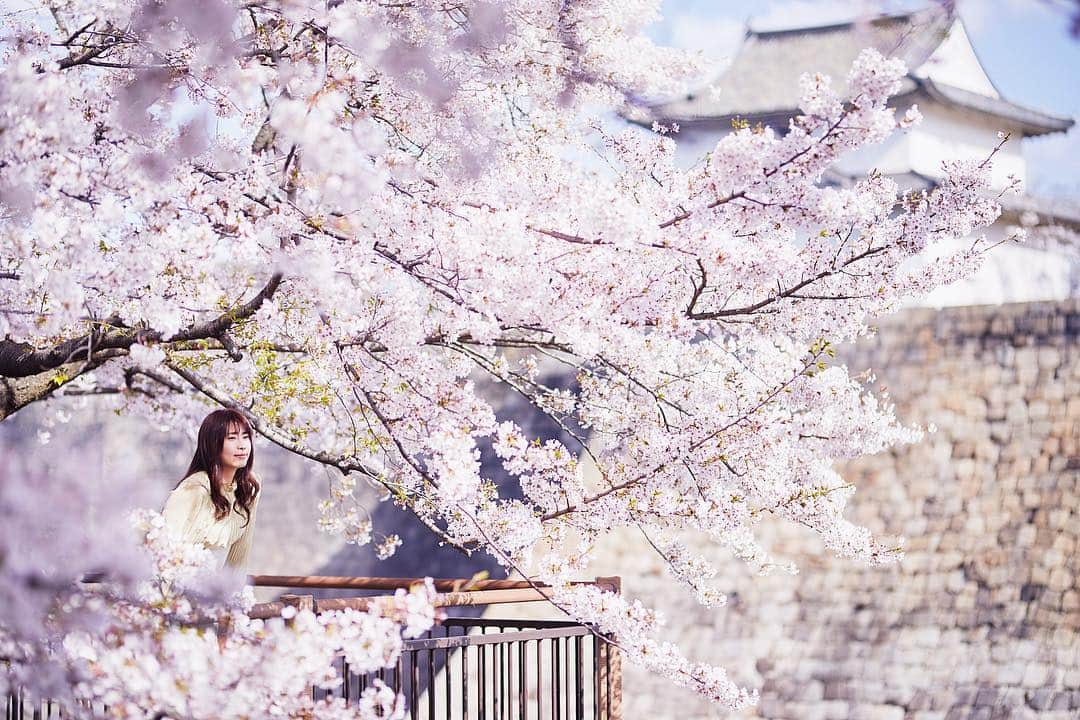 Najiiのインスタグラム：「Cherry blossoms」