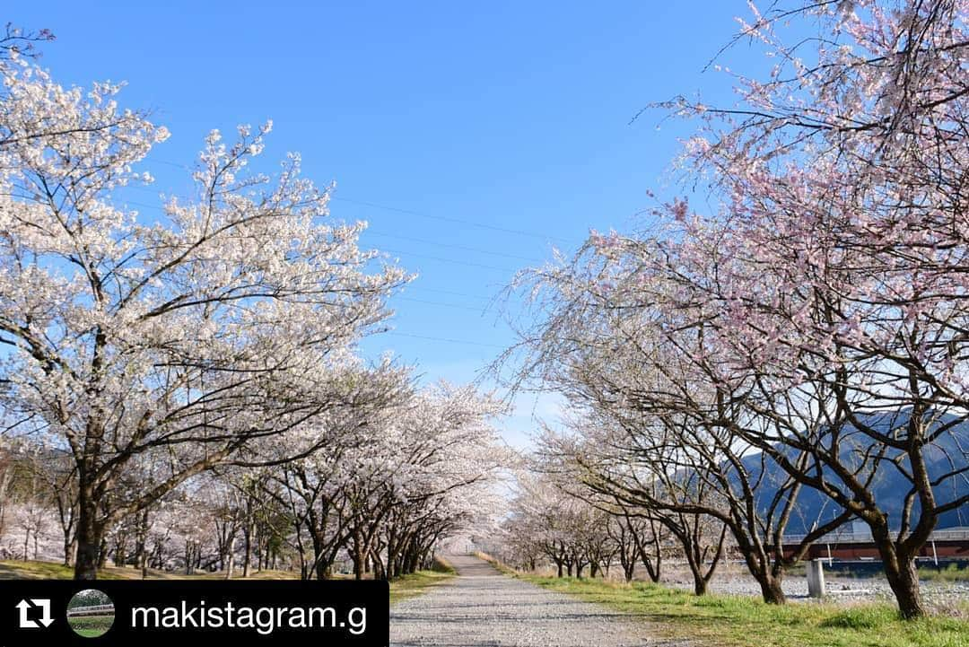 Gero City【下呂市公式アカウント】さんのインスタグラム写真 - (Gero City【下呂市公式アカウント】Instagram)「#Repost @makistagram.g with @get_repost ・・・ 昨日の飛騨川公園🌸  #飛騨川公園#桜#桜通り#満開#岐阜県#下呂#萩原 #gerostagram#下呂アンバサダー#岐阜県インスタ部#bestphoto_japan#visit_tokai#visitjapanjp#ファインダー越しの私の世界 #Nikon#light_nikon #instagramjapan#Japan #はなっぷ#私の花の写真」4月17日 21時57分 - gerostagram