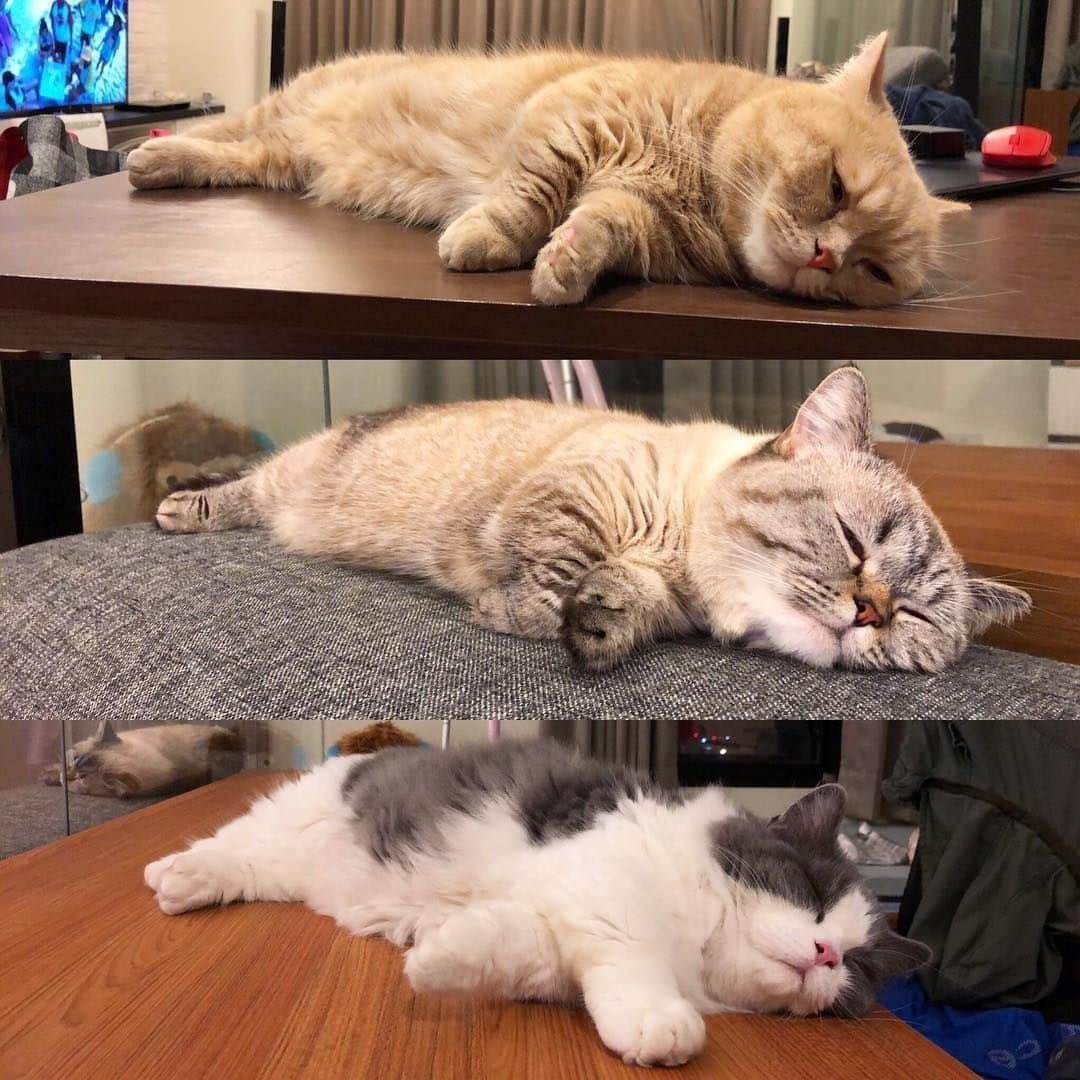 のインスタグラム：「Mood 7/24⠀ ⠀ 📷@punch_fafu⠀ ⠀ Want @9gag to feature your cat 🐾 Join our community now 😺 Link in bio⠀ ⠀ #meowed #punchfafu #munchkin #Punch #胖吉 #Fafa #發發 #Tofu #多福 #mood #mymood #moody」
