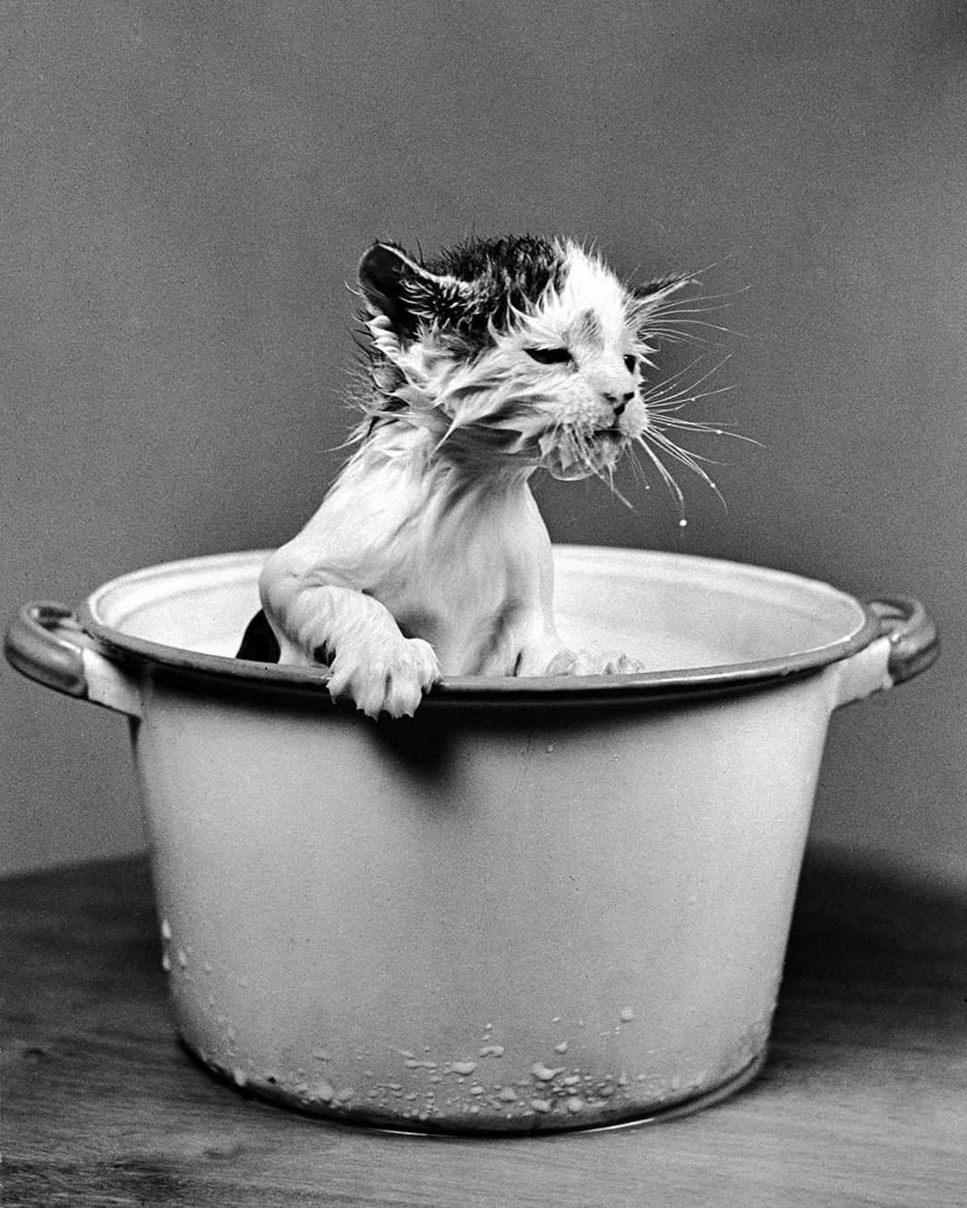 lifeさんのインスタグラム写真 - (lifeInstagram)「An adorable kitten emerging from a bucket of milk - by the great Nina Leen, 1940. (Nina Leen—The LIFE Picture Collection/Getty Images) #wildLIFEwednesday #kitten #catsofinstagram」4月17日 22時10分 - life