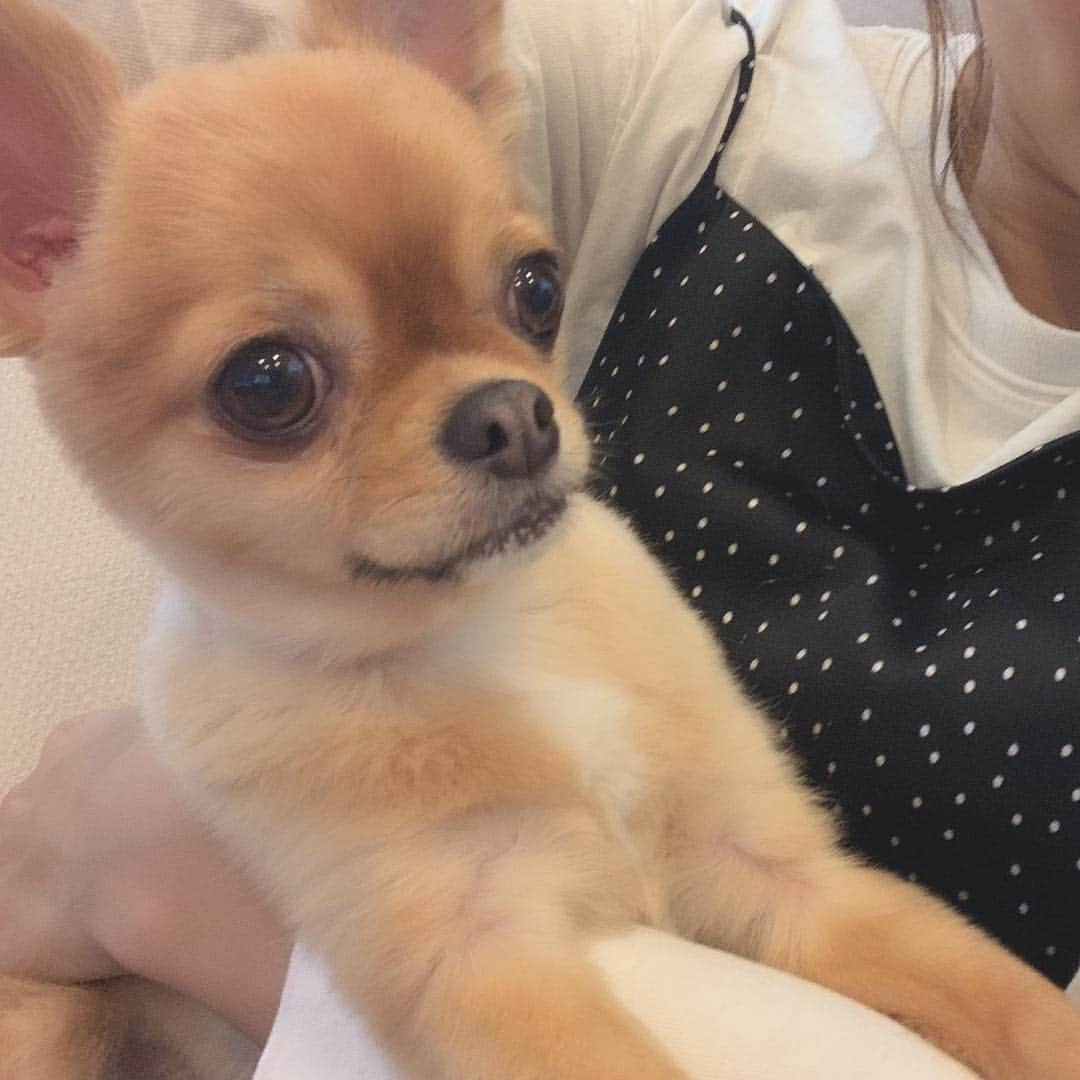 瀬戸サオリさんのインスタグラム写真 - (瀬戸サオリInstagram)「my love ...🐶💘 . 毎日布団でべったり寝るのが 最高の癒し🧸♥️ ＿＿＿＿＿＿＿＿＿＿＿＿ #チワワ #愛犬 #babyface  #dog #chihuahua」4月17日 22時18分 - seto_saori