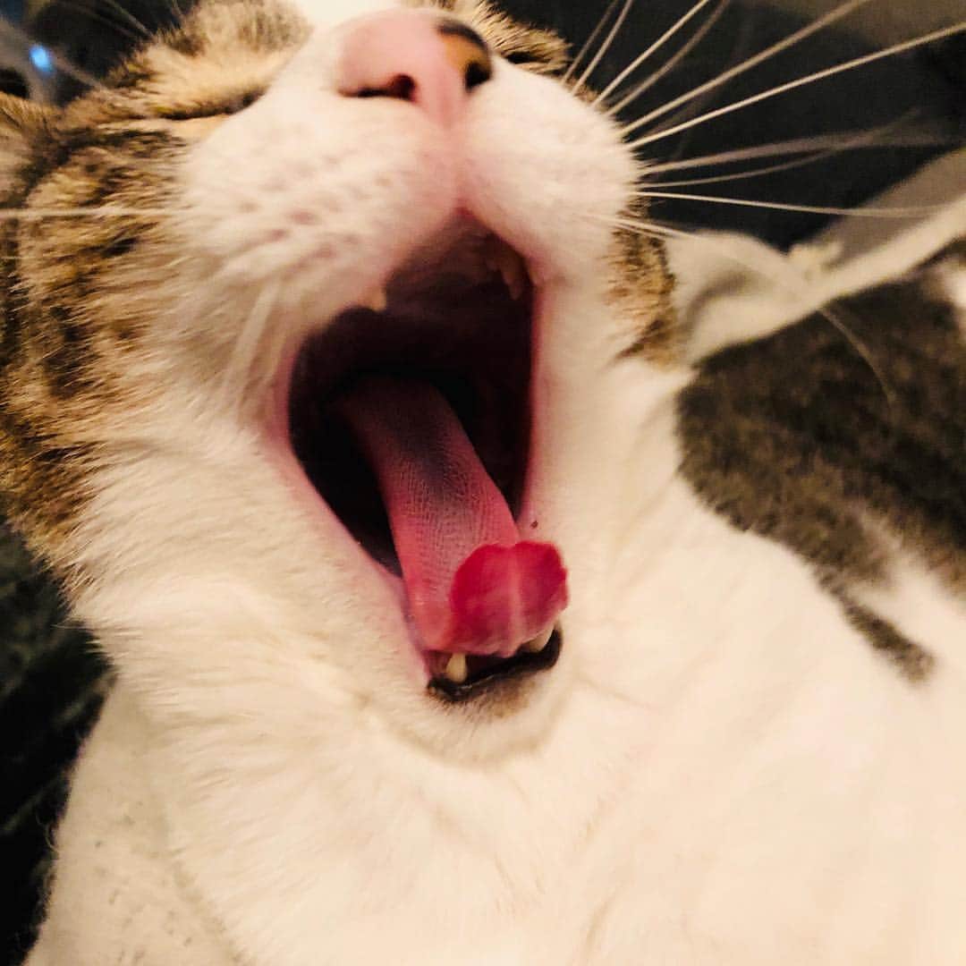 池田有希子のインスタグラム：「ラングドシャあ。  #languedechat」