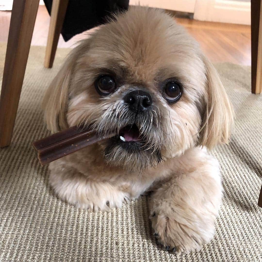 Dougie the Shih Tzuさんのインスタグラム写真 - (Dougie the Shih TzuInstagram)「Hump day.」4月17日 22時26分 - dailydougie