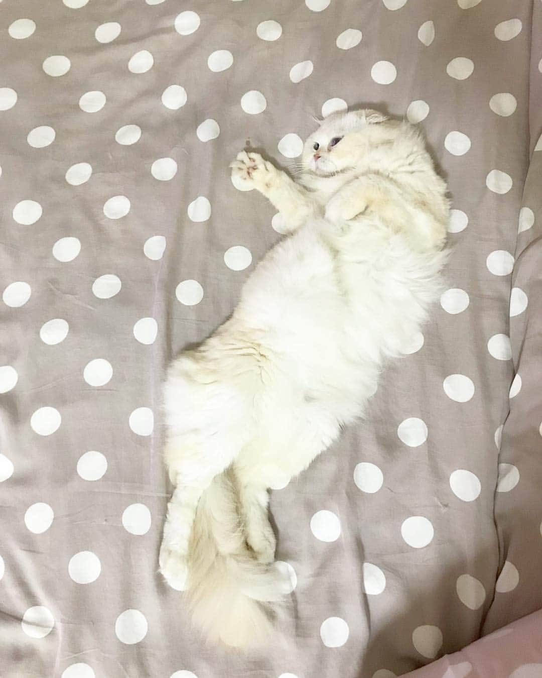 Haruのインスタグラム：「Good night, my love. ⭐️💗 #gentleharper」