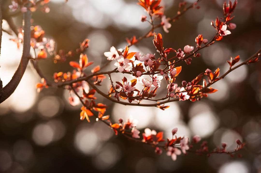 CANON USAさんのインスタグラム写真 - (CANON USAInstagram)「"Pretty Spring blossoms in the afternoon light." #MyCanonStory  Photo Credit: @lifewithgilda Camera: #Canon EOS 6D Lens: EF 135mm f/2L USM Aperture: f/4 ISO: 400 Shutter Speed: 1/1000 sec Focal Length: 135mm」4月17日 22時31分 - canonusa