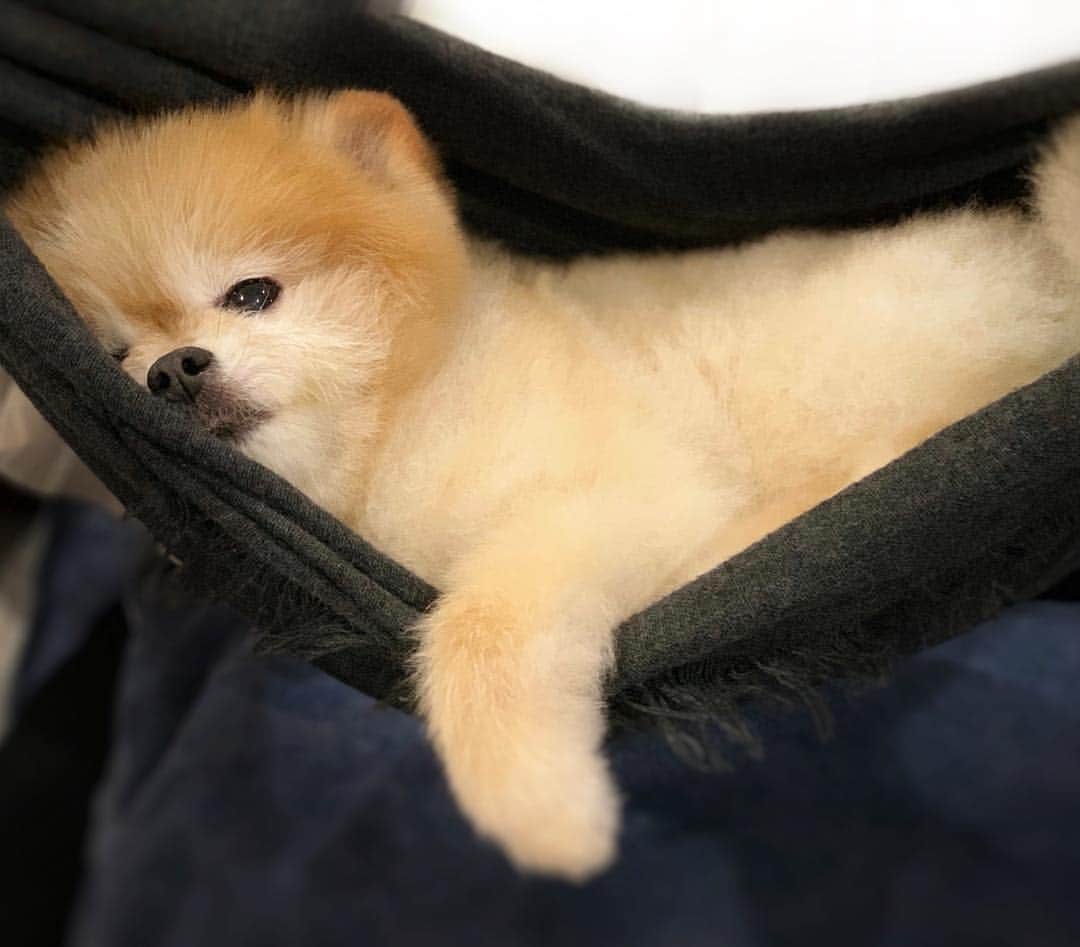 Ella Chuffyのインスタグラム：「Me napping on a hammock...💤🐒 #hammock . . . . . . . . . #ellachuffy #pet #petstagram #pomeranianpage #pomeraniansofinstagram #teacuppoms #cutedogs #pomeranian_lovers #pomeranianlife #pomeranianworld #teddybeardog #pomeranian #puppylove #aplacetolovedogs #dogoftheday #justpomeranians #fluffypack #dogoftheday #anmlsposts #thedailypompom #picoftheday #iflmdog #犬 #狗 #everydaydoglover  #pomeranianww #justpomeranians #bridgetdoodlesdogs」