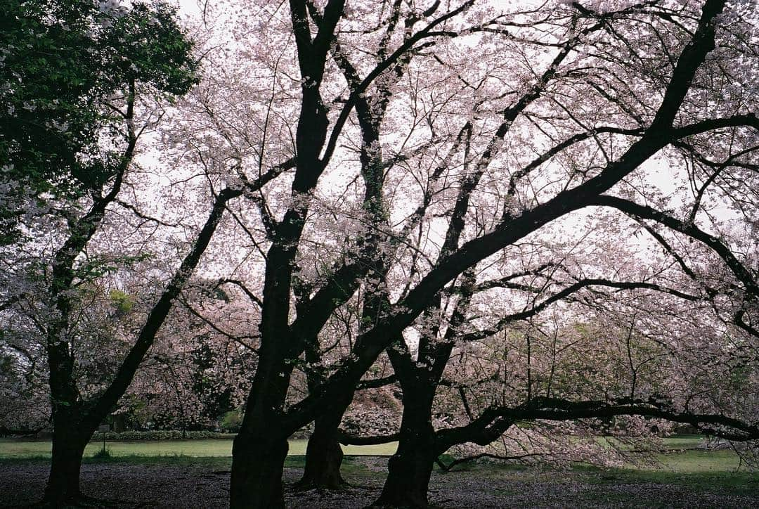 bodcoさんのインスタグラム写真 - (bodcoInstagram)「Carried in the breeze, another year has passed ; pink blossom fall.  #花吹雪 #ボッコ #ヘザーグレー #haiku #bodco #sakura photography @masamisasanuma  model @fuyurikobayashi  haiku @jupasteiner」4月17日 13時54分 - bodco_official