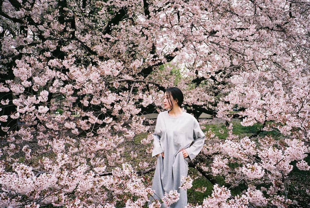 bodcoさんのインスタグラム写真 - (bodcoInstagram)「Carried in the breeze, another year has passed ; pink blossom fall.  #花吹雪 #ボッコ #ヘザーグレー #haiku #bodco #sakura photography @masamisasanuma  model @fuyurikobayashi  haiku @jupasteiner」4月17日 13時54分 - bodco_official