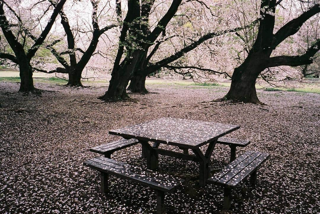 bodcoさんのインスタグラム写真 - (bodcoInstagram)「Carried in the breeze, another year has passed ; pink blossom fall.  #花吹雪 #ボッコ #ヘザーグレー #haiku #bodco #sakura photography @masamisasanuma  model @fuyurikobayashi  haiku @jupasteiner」4月17日 13時54分 - bodco_official