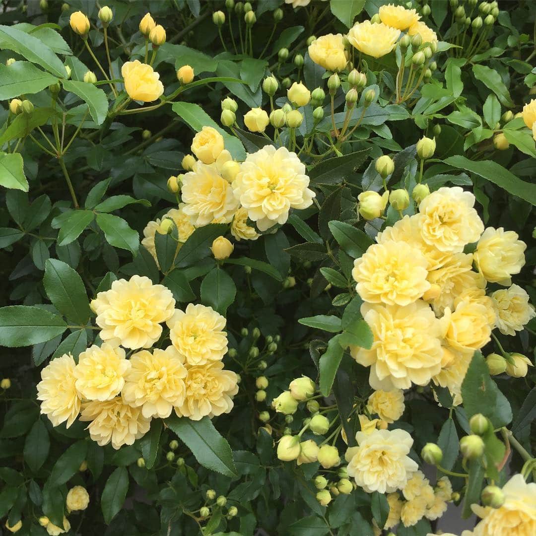 奥田恵梨華さんのインスタグラム写真 - (奥田恵梨華Instagram)「#モッコウバラ が咲くと、初夏！って感じがしますよね。」4月17日 14時10分 - erikaokuda_official