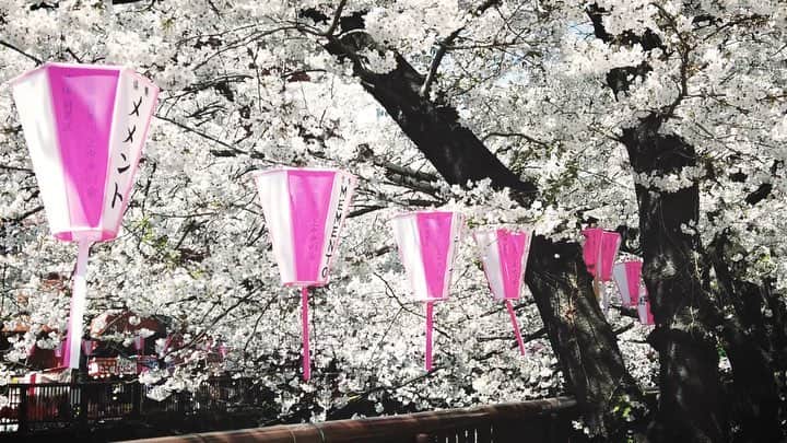 ハンサムクロジのインスタグラム：「これ桜の動画。Osmo Pocketで撮りました！スローモーションで撮るだけでいい感じ🤗  #osmopocket #桜 #slowmotion #sakura」