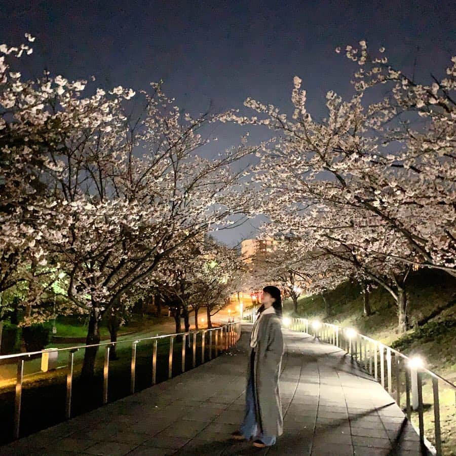 本間日陽さんのインスタグラム写真 - (本間日陽Instagram)「* よるのさくら🌉🌸 #桜 #白山公園 #新潟」4月17日 14時35分 - hinata_homma1110