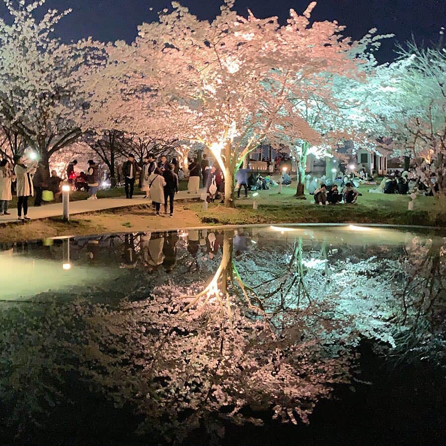 のインスタグラム：「* よるのさくら🌉🌸 #桜 #白山公園 #新潟」