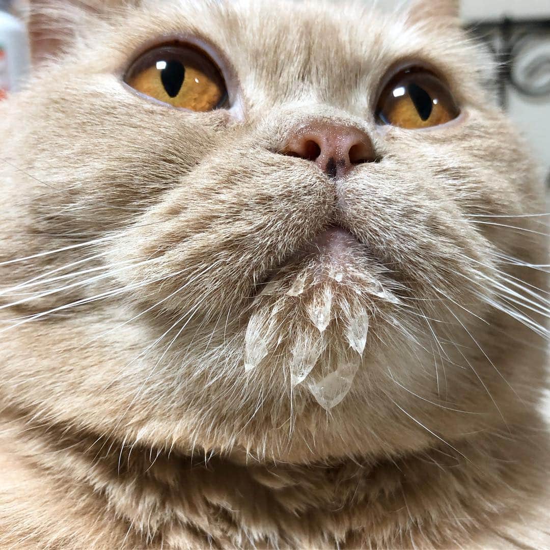 GH.Lee [홌] さんのインスタグラム写真 - (GH.Lee [홌] Instagram)「왜요? 제가 방금 물 마신 고양이처럼 보이세요?🤷🏻‍♀️」4月17日 15時02分 - gold_h