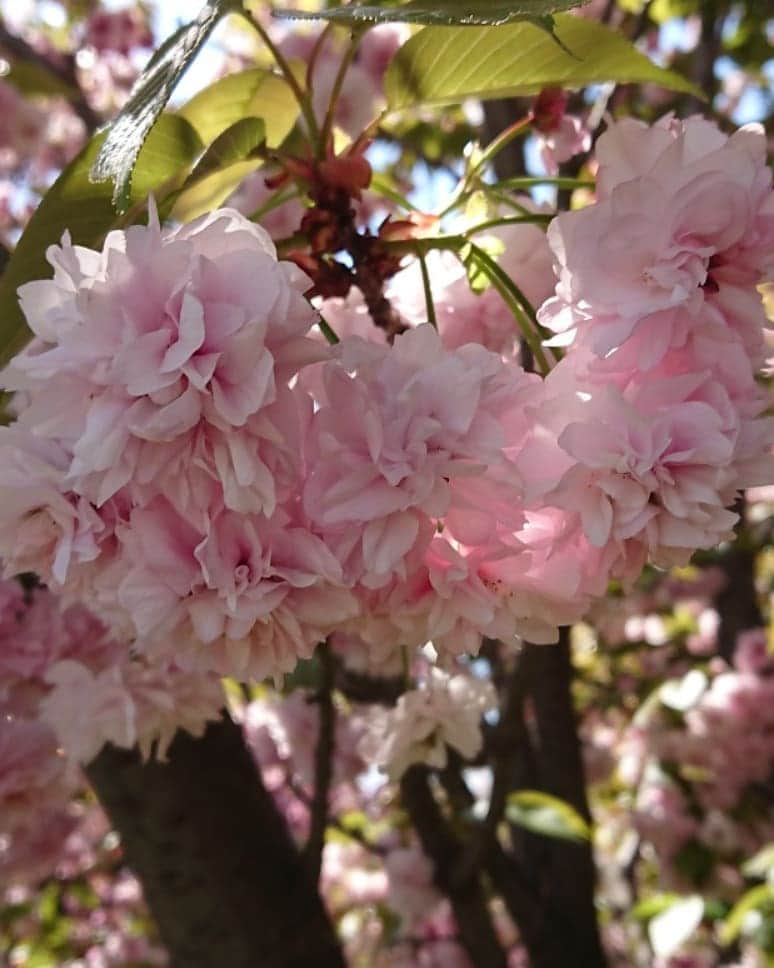 桜花さんのインスタグラム写真 - (桜花Instagram)「午後もナイスにゴーゴー！🍀 昨日、野球練習で見つけた可愛い花🌼🌼🌼 #午後もナイスにゴーゴー #午後  #ゴーゴー  #花  #flowers  #flower #haveaniceday #pink  #pinkflowers  #ピンク  #ピンクの花 #自然」4月17日 15時12分 - mountainohka