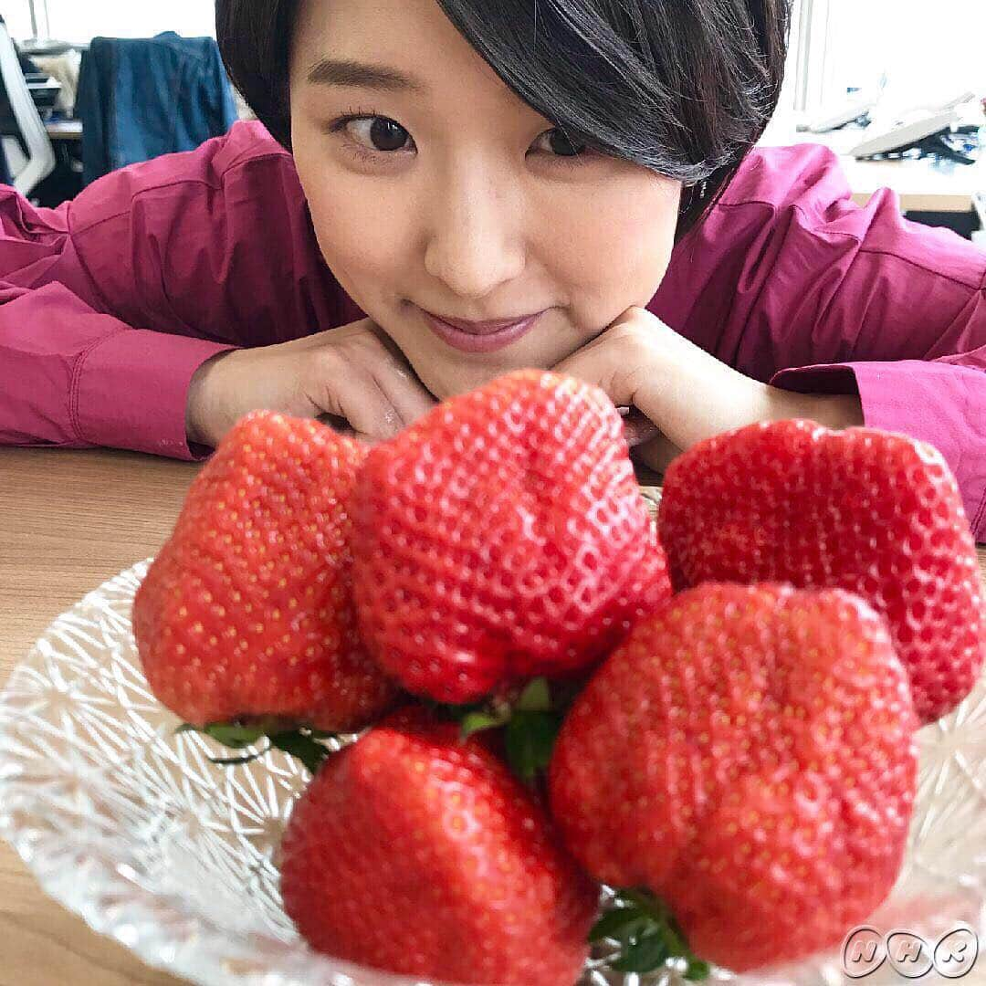 あさイチさんのインスタグラム写真 - (あさイチInstagram)「近江アナの和菓子部門No. 1スイーツは、いちご大福🍓 白あんとこしあん、どっちが好きですか？近江アナは悩んだ挙句…白あん食べてから、こしあん食べました😋 #いちご大福 #🍓 #2枚目は半分にキレイに切る方法 #全体をラップで覆ってから切ると上手く切れます🔪✨ #3枚目は甘くて大きいいちご #nhk #あさイチ #8時15分から」4月17日 15時09分 - nhk_asaichi