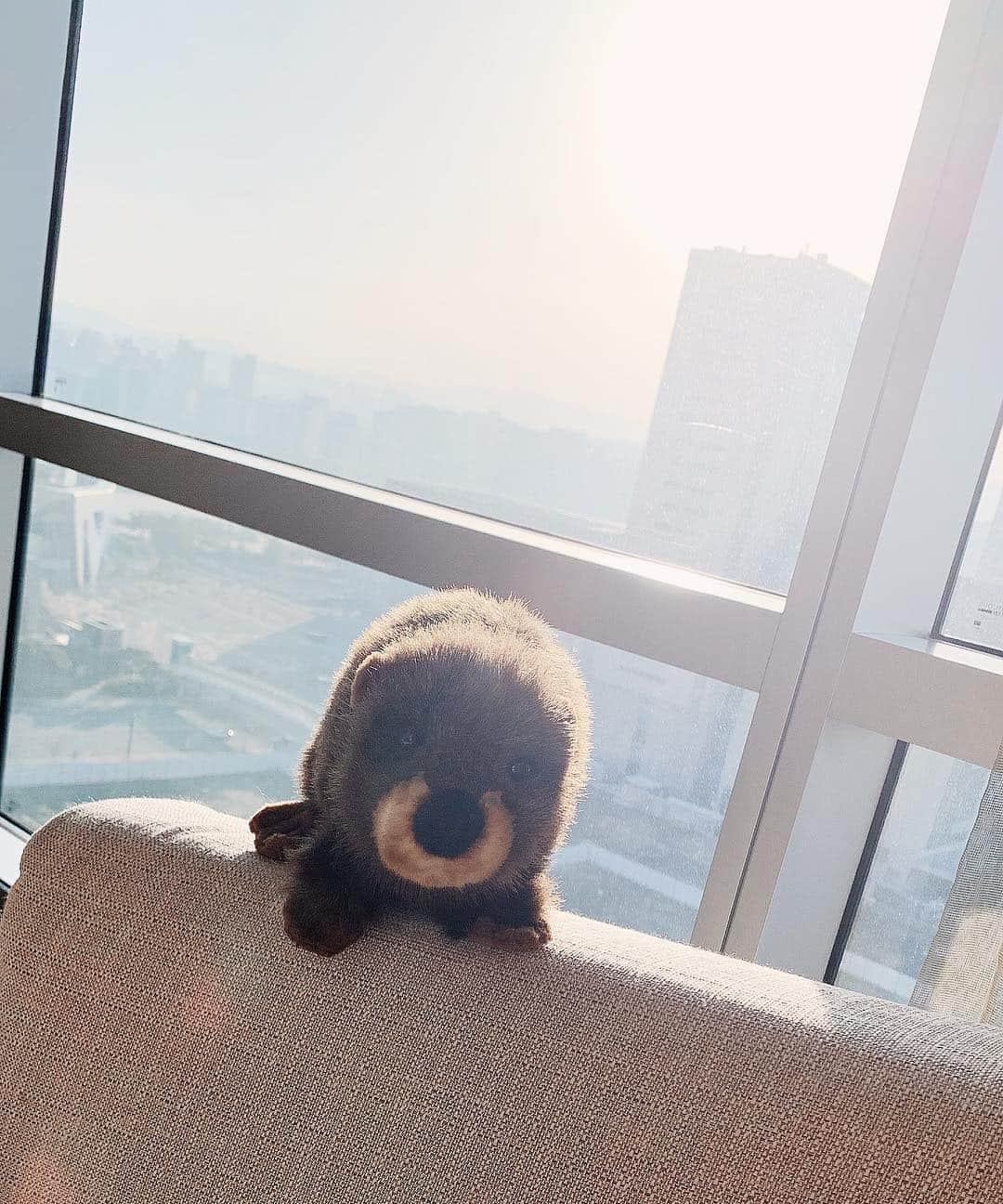 ケイトリン・オズモンドさんのインスタグラム写真 - (ケイトリン・オズモンドInstagram)「I want everyone to meet my new friend @pepe_la_chew ! He is a world traveling beaver and ready for adventure! #followhisjourney #travelbeaver」4月17日 15時14分 - kaetkiss