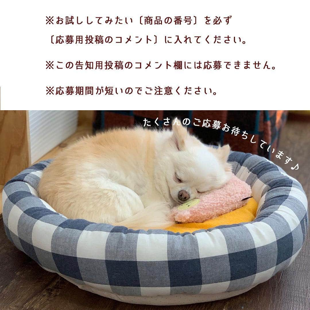 iDog&iCatさんのインスタグラム写真 - (iDog&iCatInstagram)「🛌 * instagramフォロワー10000人突破記念！ 【SNSモニター募集】を開始します！ おかげさまで、フォロワーが10000人を突破いたしました！ 皆様のお力添えがあったからこそです。 これからも社犬・社猫のゆる〜い投稿や新商品紹介、SNS限定企画などを行っていく予定です。 今後ともiDog&iCatをよろしくお願い致します🙇‍♀️✨ * 今回は、記念ということで3回連続で行います！ 感謝の気持ちを込めまして、少しでも多くの方にiDog&iCatの商品をお届けできればと思います！ * instagramアカウントをお持ちの方なら誰でも参加可能!! iDog&iCatのグッズをまだ使った事がない方も、いつもご愛用していただいている方も、誰でも気軽に参加してくださいね♪ * 第2弾のお試しグッズは【ひんやりベッド・ワイドマット】です！ ※こちらは現在販売中の商品とデザインが異なります。（クール機能は変わりません） あらかじめご了承ください。 スーパーワイドサイズは、商品企画中に惜しくも商品化しなかった特別サイズ。ワイドよりさらに一回り大きいんです😲‼️ これからの季節にぴったりなひんやりベッド・マットをお送りいたしますので、届いた商品を使用した愛犬・愛猫のお写真をinstagramに投稿してください♪ * 【モニター応募方法】 1）iDog&iCatアカウントをフォロー 2）【#iDogSNSモニター応募】へ愛犬・愛猫のお写真を投稿！ その際、愛犬・愛猫のお名前と、この投稿の3枚目〜5枚目の画像から希望のベッド・マットの番号を記載して応募完了です！ * ⚠️今回は、今までのモニター企画にご応募いただいたものも一度無効とさせていただきますので、改めてご応募をよろしくお願いします。 ⚠️モニターエントリー応募される方は、この告知投稿より後の投稿のみ有効とさせていただきます。 過去投稿にハッシュタグをつけていただいても、エントリー確認ができませんのでご注意ください。 ⚠️アカウントが非公開設定になっている場合、応募が確認できませんので、必ず全体公開されているアカウントでご応募ください。 * 今回のモニター応募期間は【4/17 - 4/19 23:59まで】です！ 当選者はiDog&iCatアカウントからダイレクトメッセージにてご連絡させていただきます。 * 皆様のご応募、お待ちしております♪ * #idogicat #iDog #iCat #犬 #いぬ #猫 #ねこ #モニター募集 #犬の服iDog #お試し #ひんやり」4月17日 15時29分 - idogicat