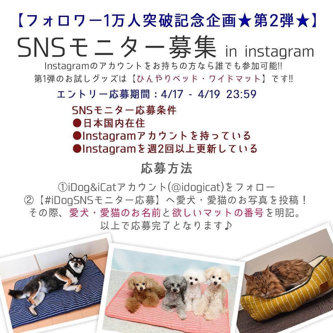 iDog&iCatのインスタグラム