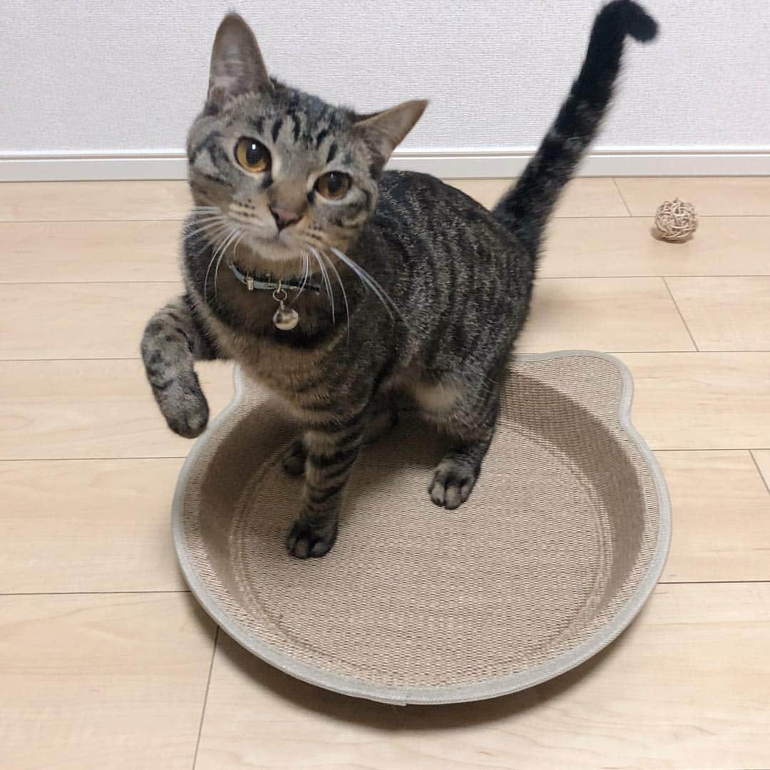 舞木香純さんのインスタグラム写真 - (舞木香純Instagram)「ぽぽの貫禄 #ねこのいる暮らし」4月17日 15時28分 - kasuminn_world