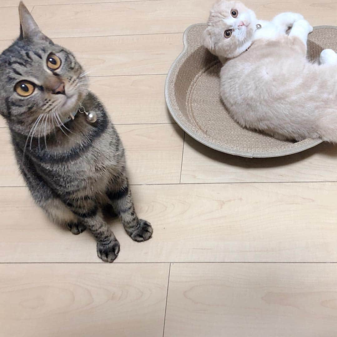 舞木香純さんのインスタグラム写真 - (舞木香純Instagram)「ぽぽの貫禄 #ねこのいる暮らし」4月17日 15時28分 - kasuminn_world