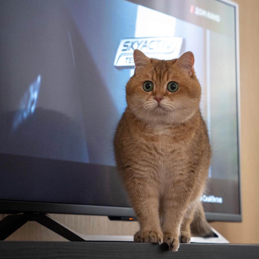 Hosicoさんのインスタグラム写真 - (HosicoInstagram)「Oh! Look Television! What is your favorite TV show? 📺」4月17日 15時41分 - hosico_cat