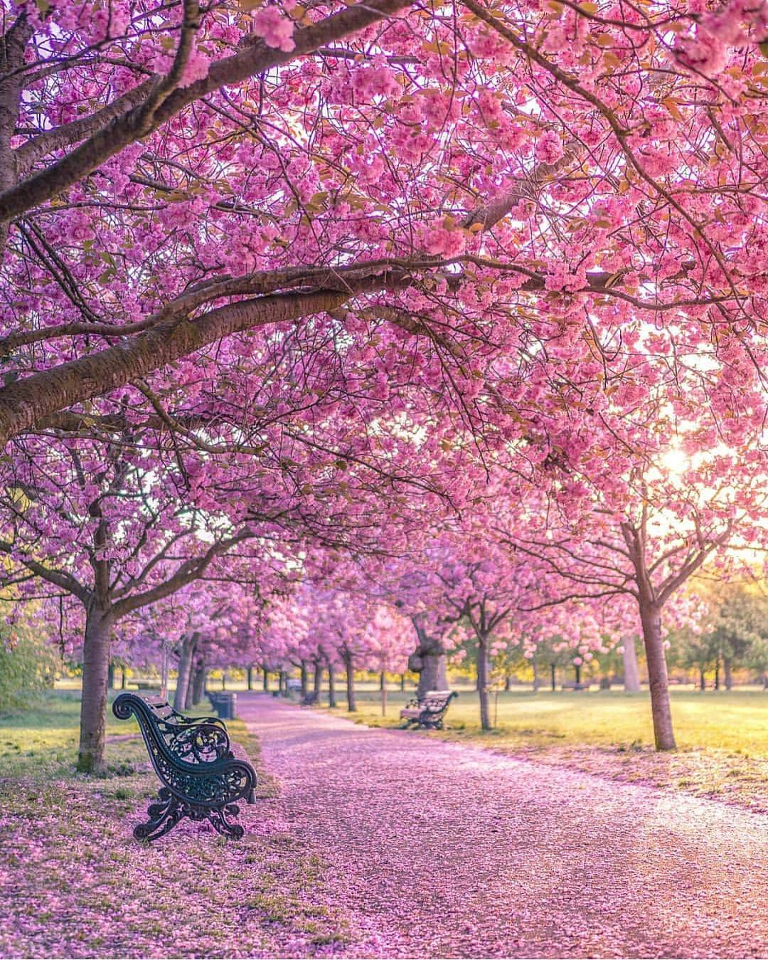 @LONDON | TAG #THISISLONDONさんのインスタグラム写真 - (@LONDON | TAG #THISISLONDONInstagram)「Glorious #Greenwich by @tmnikonian! 🌸💗🌸 Hope you’re having a great week! // #thisislondon #london #greenwichpark #londoninbloom」4月17日 16時03分 - london