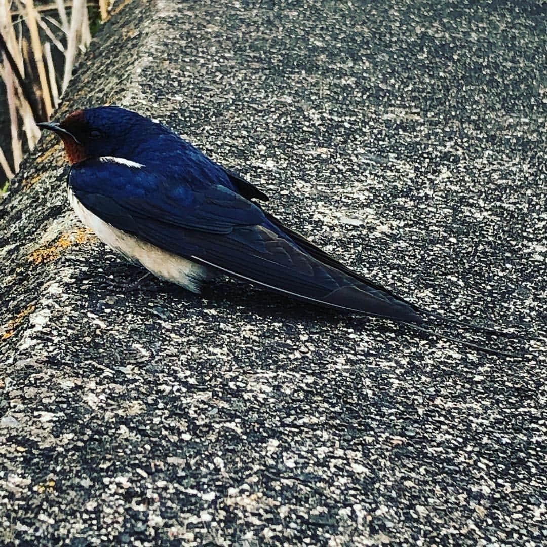 人時のインスタグラム：「こんなに近づいても逃げないツバメ。 綺麗な色でした♫」