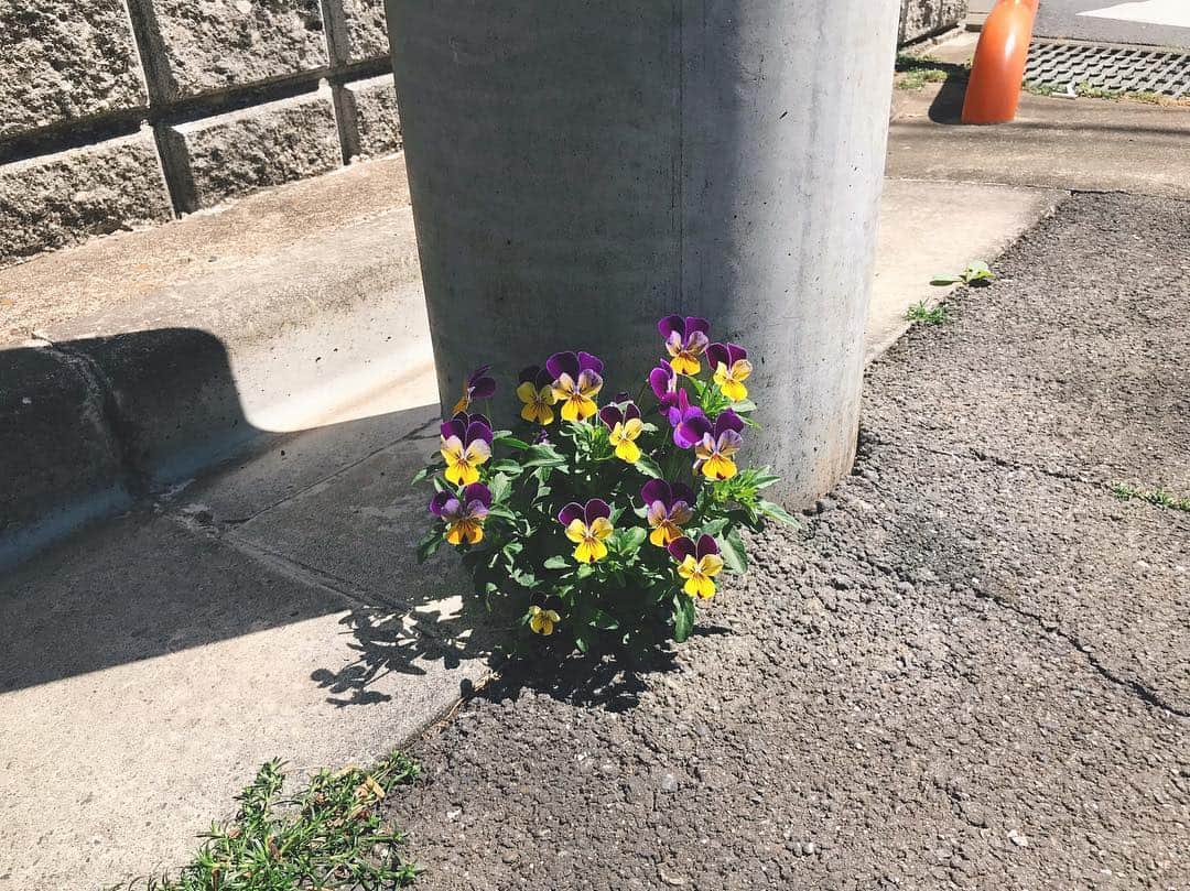 のインスタグラム：「よくぞ突き破ってきてくれました。 #パンジービオラ #春を感じる」