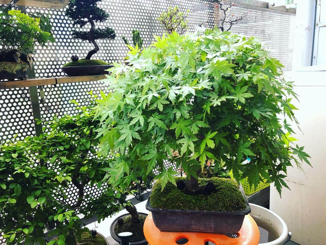 金成公信のインスタグラム：「モミジが伸びに伸びていたので散髪。ぱりさつ。#盆栽 #bonsai #plants #モミジ #カエデ #楓」