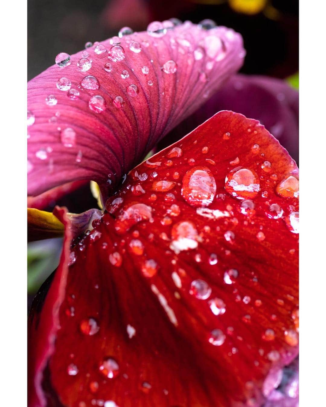 市原隼人さんのインスタグラム写真 - (市原隼人Instagram)「#雨降って地固まる #何があってもそう思ってる #映画の現場には期待しかない #いつも組の皆んなのファン #目の前にある現場は今でも憧れ #雨上がり #europe #flower」4月17日 17時06分 - hayato_ichihara