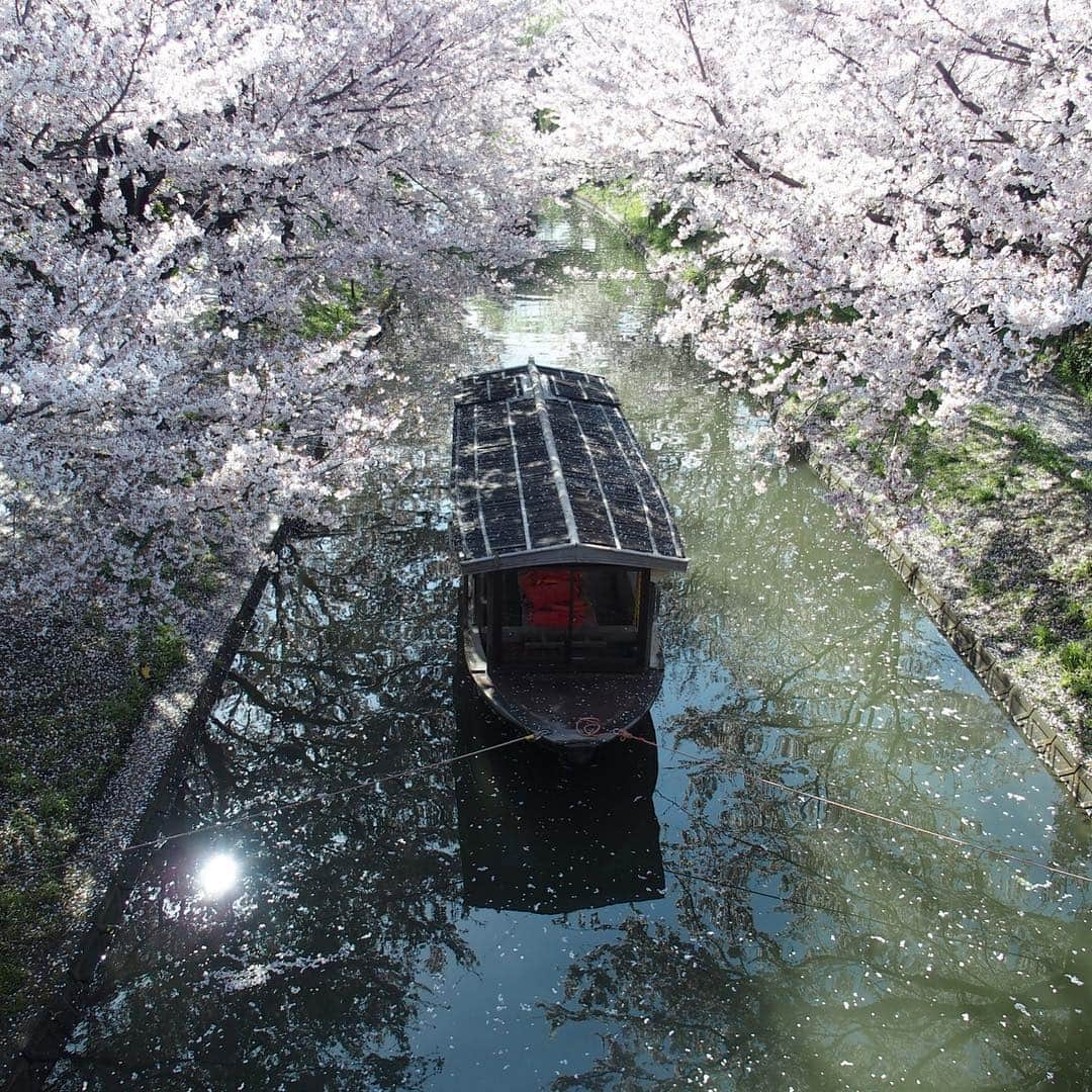 Gekkeikan Sake Officialさんのインスタグラム写真 - (Gekkeikan Sake OfficialInstagram)「. photographed on Apr. 8 . #cherryblossom #cherryblossoms #cherry #cherries #sakura #flower #florals #flowers #spring #bloom #blossom #bloomingseason #gekkeikan #gekkeikansake #japan #kyoto #fushimi #桜 #月桂冠 #月桂冠大倉記念館 #京都 #伏見 #伏見十石舟 #十石舟」4月17日 17時00分 - gekkeikansake