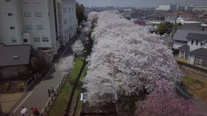 川越氷川神社のインスタグラム