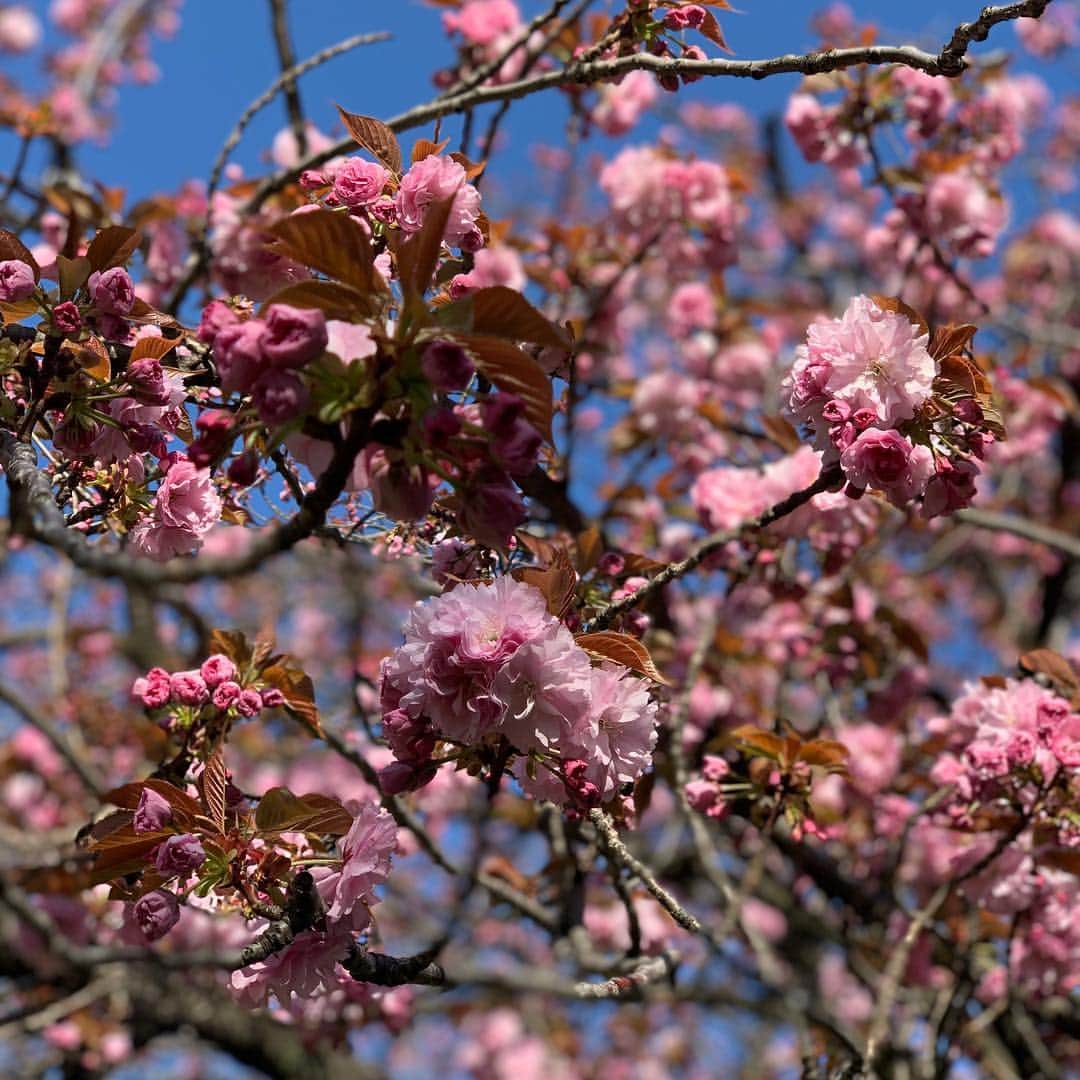 星村麻衣のインスタグラム：「今年は長く桜が見れて幸せ🌸 これは何て桜だろう🤔 八重桜かなぁ🌸 #桜 #sakura #cherryblossom」