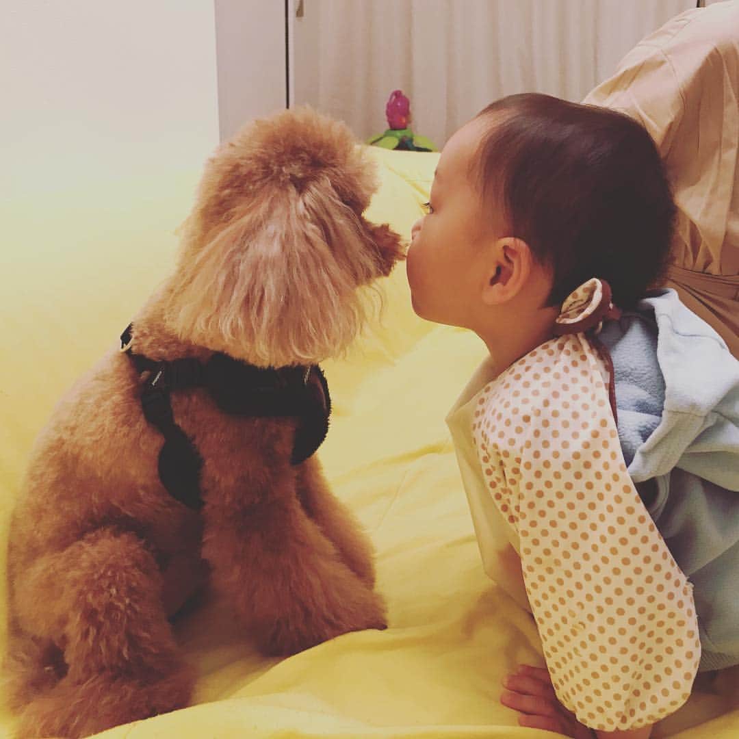 葵ゆりかさんのインスタグラム写真 - (葵ゆりかInstagram)「chu❤️ #cute #かわいすぎ #kiss #トイプードル #パセリ #赤ちゃん #baby #赤ちゃんと犬 #lovely #👶🐶 #お客様 #お友達 #friends #dogstagram #instadog #わんこ #犬バカ部」4月17日 17時20分 - yuriyuricchi