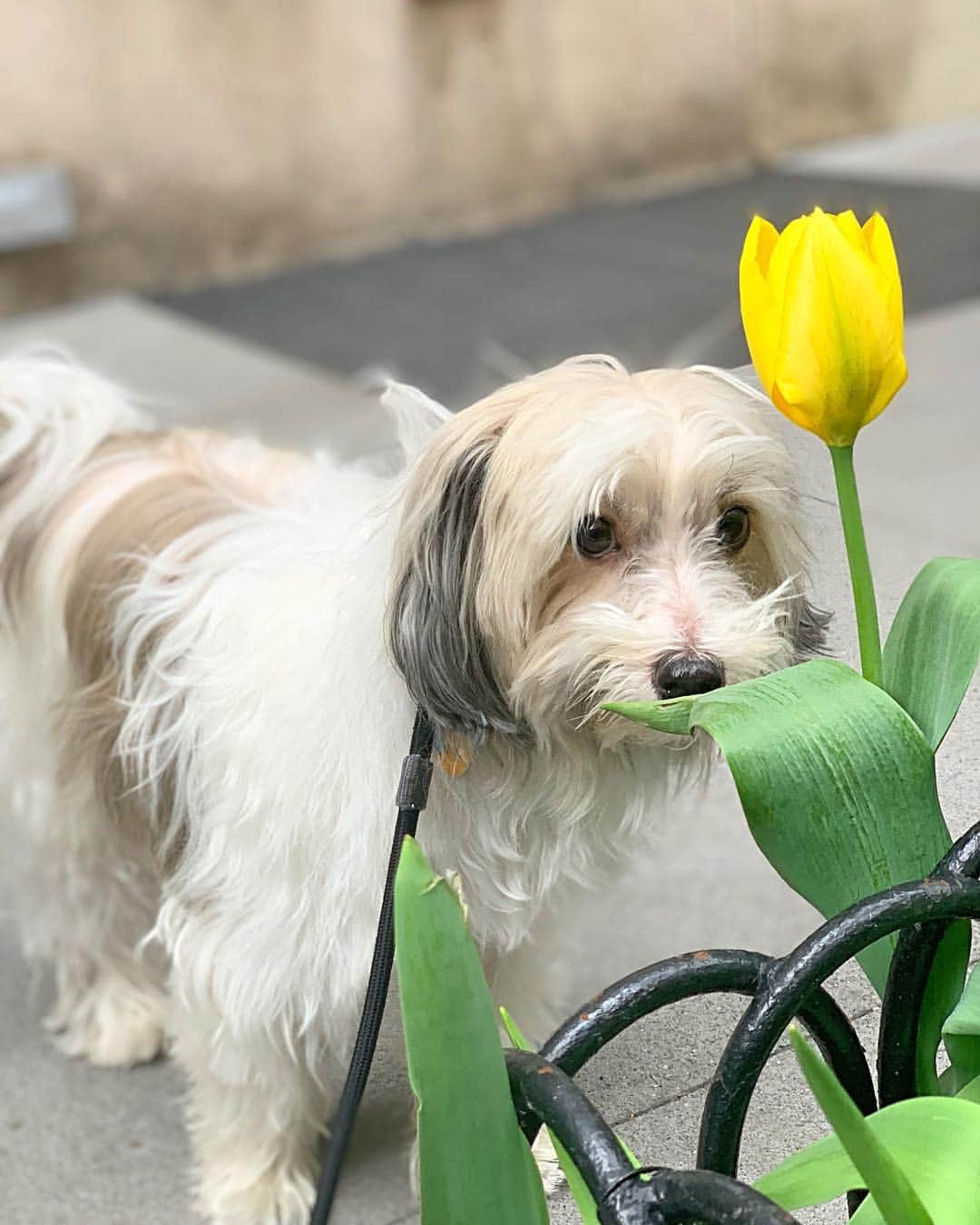 デブラ・メッシングさんのインスタグラム写真 - (デブラ・メッシングInstagram)「He really does love smelling flowers. Even if he is a little embarrassed...#henry #tulips #twolips #spring #Havanese #havaneseofinstagram」4月17日 17時22分 - therealdebramessing