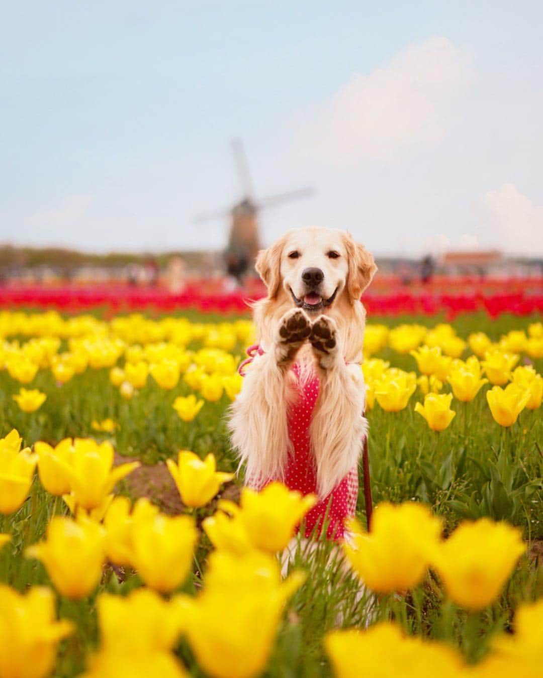 まゆみさんのインスタグラム写真 - (まゆみInstagram)「。 。 縦picー🌷🐶🐶🌷 。 。 #チューリップ #ゴールデンレトリバー#goldenretriever#dog#犬#あーるん#golden#retriever#doglover#insta_dog#ぺんぺん子ちゃん#welovegoldens#Instagram#Instagramjapan#Instagramdogs#9gag#dogstagram#dogsofinstagram#dogs#doggy」4月17日 23時02分 - aarun_evolution