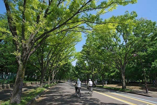 レッツエンジョイ東京さんのインスタグラム写真 - (レッツエンジョイ東京Instagram)「.﻿ ✩★------------------﻿ 広場でスポーツ、庭園でのんびりも﻿ おすすめ東京公園デート﻿ ------------------✩★﻿ ﻿ 📷国営昭和記念公園（写真提供）﻿ 春には桜やチューリップ、ポピーなどの花々を楽しむフラワーフェスティバルが✨﻿ レンタルサイクルやボートはもちろん、広場ではバトミントンなどのスポーツでリフレッシュも可能です🏸﻿ ﻿ 📷駒沢オリンピック公園﻿ 土日祝日限定のレンタルサイクルでは、全長2.1 kmの緑豊かなサイクリングコースを走ることができます🏃‍♀️﻿ 二人乗りのタンデム自転車もあります🚴‍♀️﻿ ﻿ 📷上野恩賜公園﻿ 広大な敷地内には、上野の森美術館、国立科学博物館などの文化施設も点在し、芸術・文化にふれられるのも魅力🖌雨の日デートにもオススメです☔️﻿ ﻿ 詳細はアカウントトップから﻿ 👉@lets_enjoytokyo﻿ ﻿ #レッツエンジョイ東京 #ぐるなび ﻿ #おでかけ #トキメキ女子 ﻿ #国営昭和記念公園 #昭和記念公園﻿ #フラワーフェスティバル #立川﻿ #駒沢オリンピック公園 #駒沢公園﻿ #サイクリング #駒沢﻿ #上野恩賜公園 #上野公園 #上野﻿ #上野の森美術館 #国立科学博物館﻿ #公園 #公園デート #公園巡り﻿ #自然が好き #リフレッシュ﻿ #自然が好きな人と繋がりたい﻿ #花好きな人と繋がりたい﻿ #お花見 #お花見デート ﻿ #休日の過ごし方 #お出かけスポット﻿ #デートスポット #カップルスポット」4月17日 17時35分 - lets_enjoytokyo