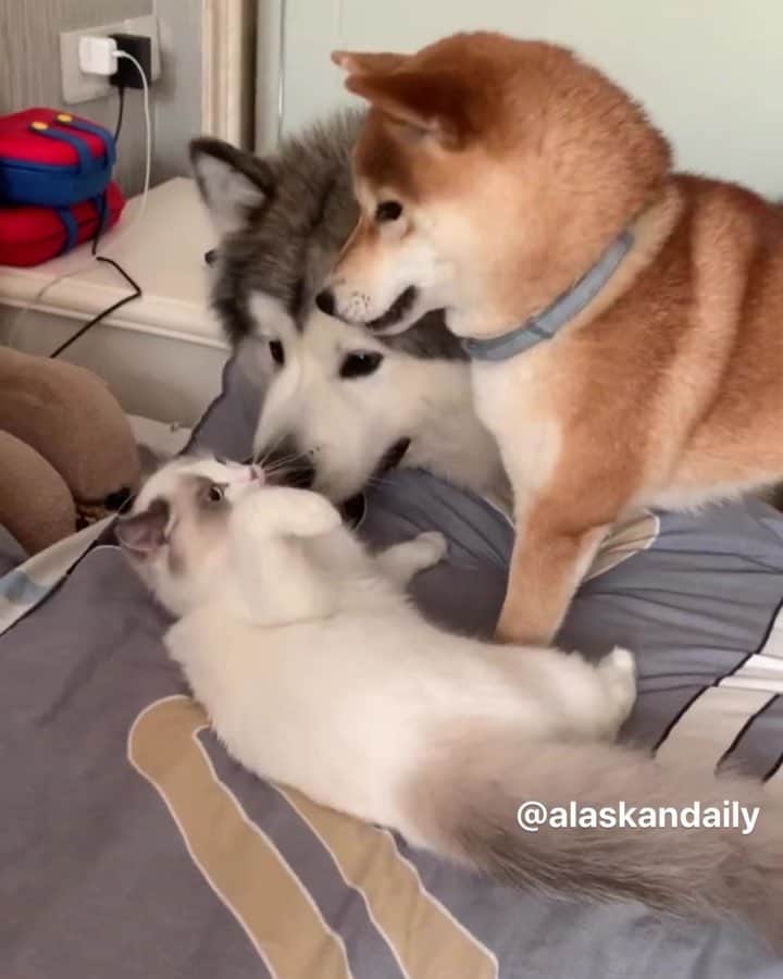 husky and malamuteのインスタグラム：「New family member.😝😝 follow @alaskandaily （Twitter：alaskandaily）for more cute pic and video.😜 ……………………………………………………………… Each video was approved by the original author. But  don't have a Instagram account. We are first one post those video. So watermark credit @alaskandaily ……………………………………………………………… #alaskan#malamute#alaskanmalamute#alaskanhusky#malamutesofinstagram#puppylife#puppylove#puppydog#puppylover#dogdays#malamutepuppy#huskies#huskeypuppy#huskeiesreq#siberian#huskeiesofig#dogslife#dogsofnyc#cutedog#cutedogs#huskeypics#huskeylovers#huskygram#huskeylove#huskiesofinstagram#dogsofnyc#husky#狗」