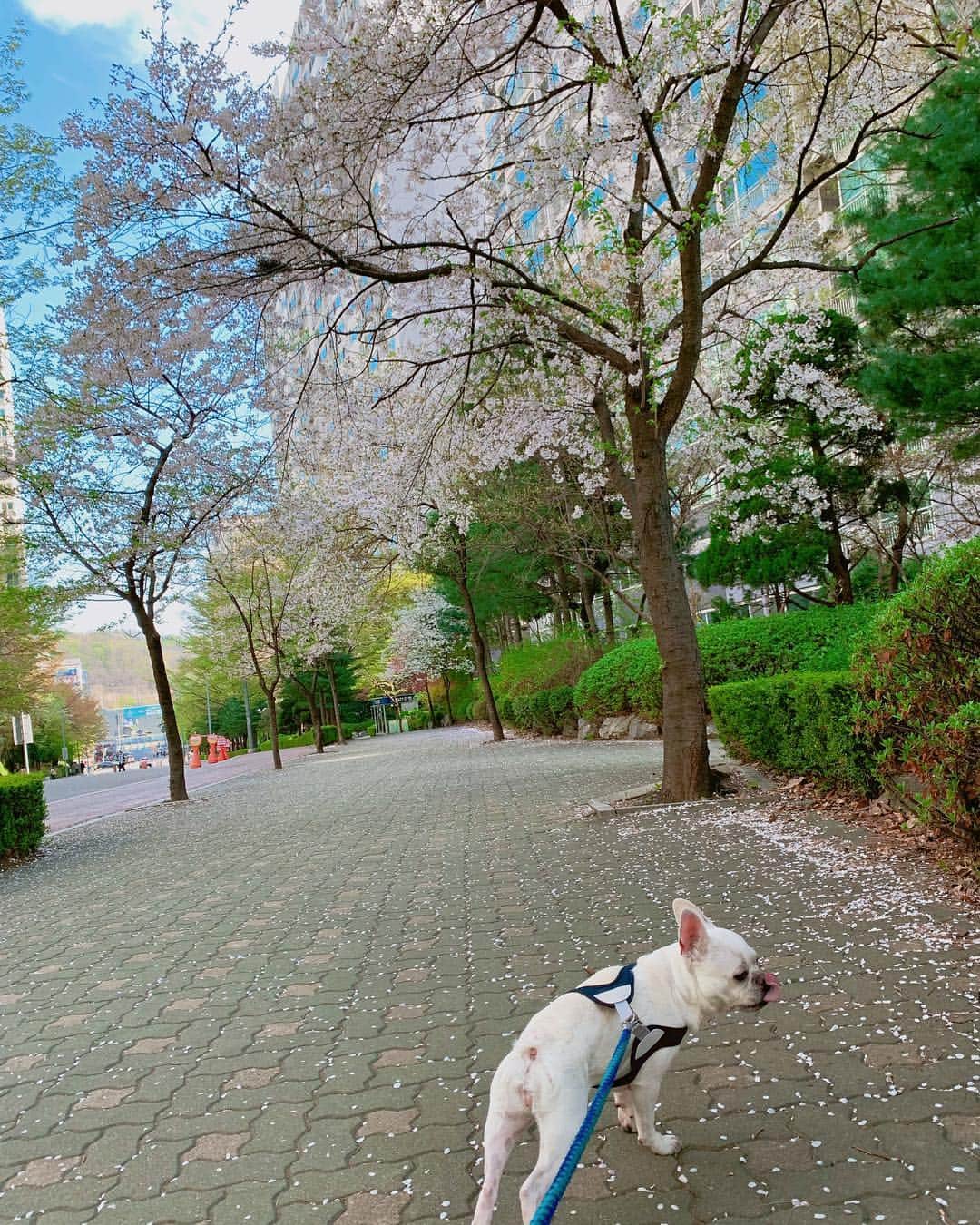 Hyemiさんのインスタグラム写真 - (HyemiInstagram)「사진 예쁘게 찍어드리려 했으나 댕댕이님께서 협조를 너무 안해주심🥺 오늘 날씨는 무조건 산책해야하는 날씨💙」4月17日 17時40分 - hinzajoa