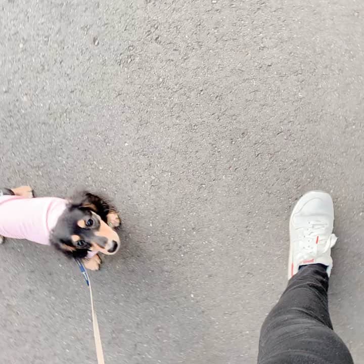 高原愛のインスタグラム：「お散歩デビュー🐕🐕🐕モモ可愛いね🥰🍑❤️ #cute#cutie#lovely#sweetie#happy#dachshund#dachshunds#dachshundpuppy#dachshund_love #dachshundlove#dog#dogstagram#petstagram#pet#pets#puppy#sweetie#woof#ダックスフント#ミニチュアダックスフンド#ダックス#いぬ#いぬすたぐらむ#犬すたぐらむ#わんこ#子犬#愛犬#短足部#出逢いに感謝#❤️#🍑」