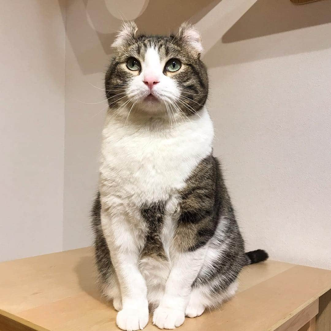 スノーさんのインスタグラム写真 - (スノーInstagram)「Do you think I’ve lost some weight? Human are doing good on keeping me diet to be healthier! • #ダイエット中 #健康が1番  #catsofinstagram #cats_of_instagram #catstagram #catofinstagram #instagood #cat #cats #kucing #gato #chat #catloversclub #catlover #9gag #weeklyfluff #pleasantcats #kedi #katze #kawaii #neko #instagramjapan #고양이 #кот #แมว #猫 #ふわもこ部 #ペコねこ部」4月17日 17時47分 - curlysnow0915