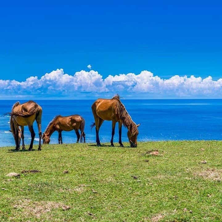 ANAのインスタグラム：「おだやかな時間☀️ （Photo:@hiroshi_0515）  #anaタビキブン #沖縄  #八重山諸島 #与那国島 #海 #青空 #馬 #絶景 #癒し #旅行 #爽やか #ひととき #雲 #okinawa #sea #sky #blue #horse #trip #travel #japantrip #cloud  旅の思い出は「#anaタビキブン」をつけて投稿してね💙インスタやANAの各メディアでご紹介していきます✈️」