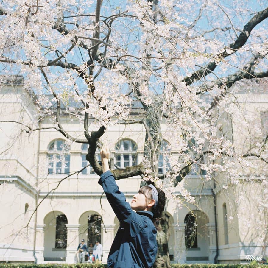 Masaさんのインスタグラム写真 - (MasaInstagram)「. ▶︎▶︎▶︎ Swipe. . . #京都府庁旧本館 . 築100年を超える国の重要文化財です。 建物はロの字になってて、中庭に桜が咲いてる感じです🌸 . ここで、昨年前撮りも予定してたけど、桜の時期が合わなくて断念した場所です😌 . 撮影日 : 2019年4月4日 . #まっセル #ヤマプリ #hasselblad #ハッセルブラッド #instagramjapan #igersjp #tokyocameraclub #film_com #impression_shots #art_of_japan_ #photogenic_jp  #GPW_members_only #good_portraits_world #film_jp #film #フィルム #filmcamera #filmphotography #portrait #ポートレート #photogram_archive #京都 #Kyoto #todays_blue_collection #pof_ig #hibi_jp #桜 #Cherryblossom」4月17日 18時03分 - masa_nikonist