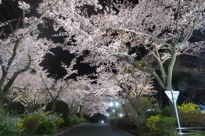 Soka Universityさんのインスタグラム写真 - (Soka UniversityInstagram)「Campus Seasonal Photos April ④ 丹木の歳時記 卯月④  #discoversoka #sodaigram #sokauniversity #創価大学 #hachioji #八王子 #tokyo #東京 #campus #キャンパス #cherryblossoms #桜 #night #夜 #lightup #ライトアップ #april #4月 #卯月」4月17日 18時06分 - sokauniversity