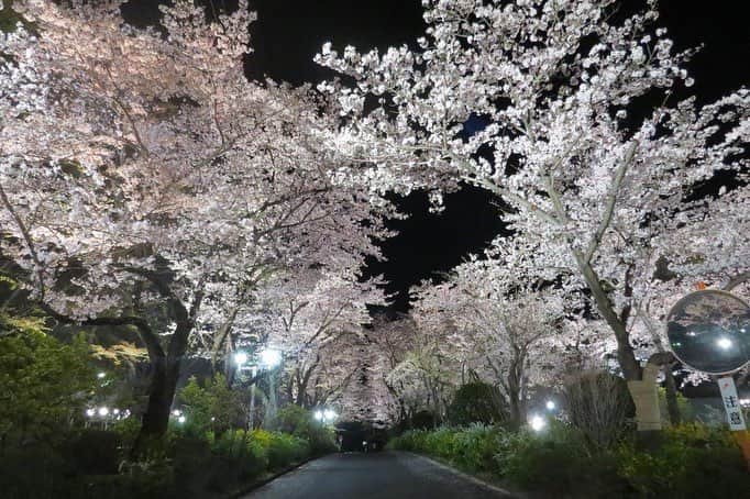 Soka Universityさんのインスタグラム写真 - (Soka UniversityInstagram)「Campus Seasonal Photos April ④ 丹木の歳時記 卯月④  #discoversoka #sodaigram #sokauniversity #創価大学 #hachioji #八王子 #tokyo #東京 #campus #キャンパス #cherryblossoms #桜 #night #夜 #lightup #ライトアップ #april #4月 #卯月」4月17日 18時06分 - sokauniversity