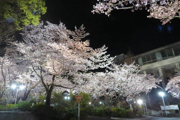 Soka Universityさんのインスタグラム写真 - (Soka UniversityInstagram)「Campus Seasonal Photos April ④ 丹木の歳時記 卯月④  #discoversoka #sodaigram #sokauniversity #創価大学 #hachioji #八王子 #tokyo #東京 #campus #キャンパス #cherryblossoms #桜 #night #夜 #lightup #ライトアップ #april #4月 #卯月」4月17日 18時06分 - sokauniversity